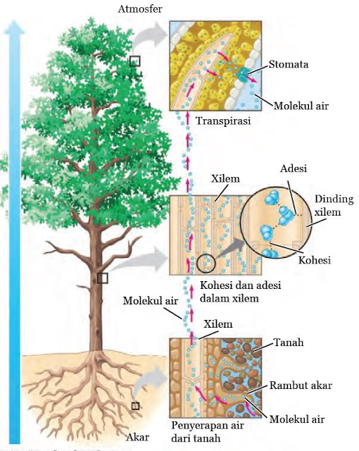 Pada tumbuhan, air dari akar dapat naik sampai ke daun disebabkan oleh daya kapilaritas batang. pernyataan yang benar terkait peristiwa tersebut adalah