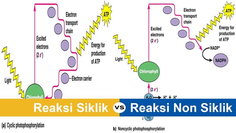 Top 9 apa beda fotofosforilasi siklik dan nonsiklik? 2022