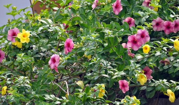 anggrek termasuk tanaman bunga yang tergolong epifit maksud istilah tersebut adalah