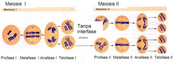 Perkembangan sangat pertumbuhan dalam organisme meiosis berpengaruh pembelahan dan mengapa 3 Alasan