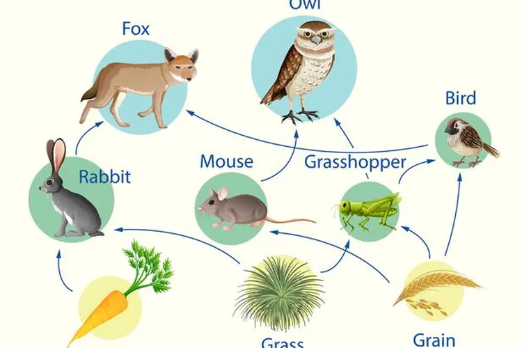 Puncak piramida rantai makanan biasanya di tempat hewan hewan karnivora contoh hewan hewan tersebut antara lain adalah