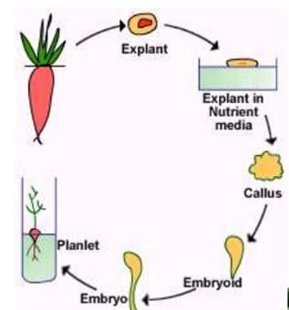 Sifat totipotensi pada tumbuhan dapat dimanfaatkan untuk budidaya tanaman dengan cara