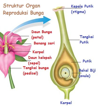Bagian bunga sebutkan menyusun fertil yang Struktur Organ