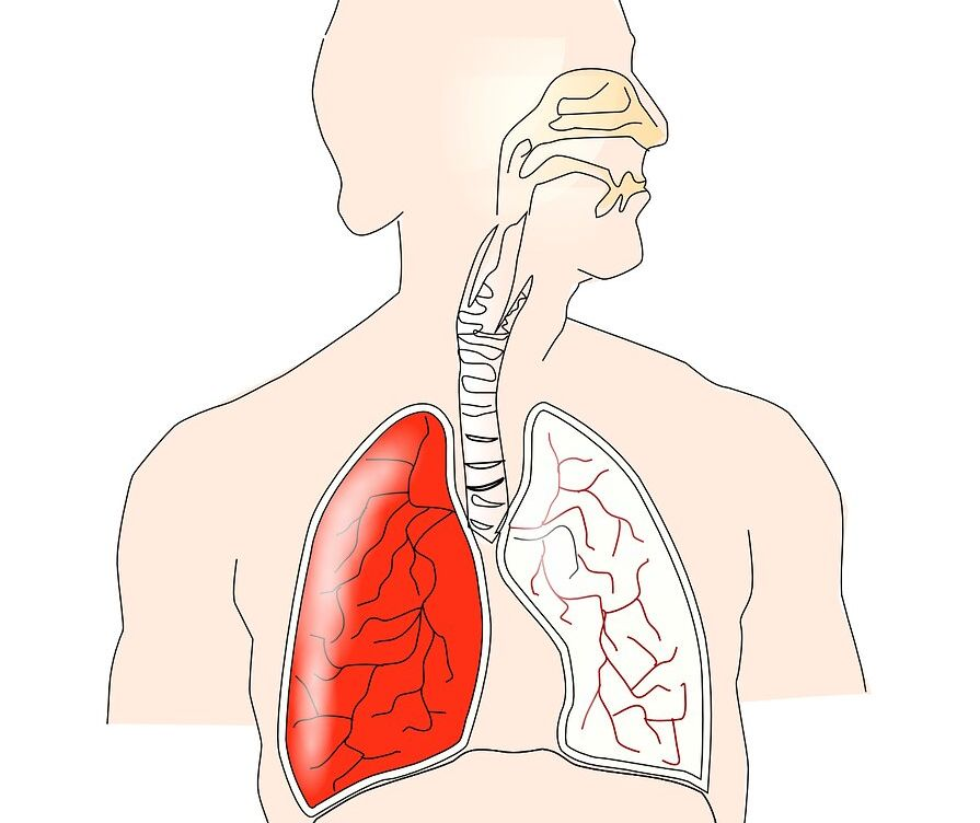Pada system pernafasan manusia, proses difusi oksigen terjadi pada