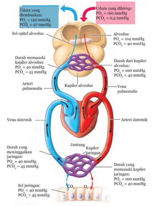 pertukaran gas pada alveoli paru-paru terjadi secara