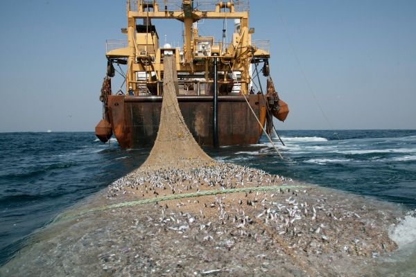Illegal fishing merupakan salah satu ancaman terhadap