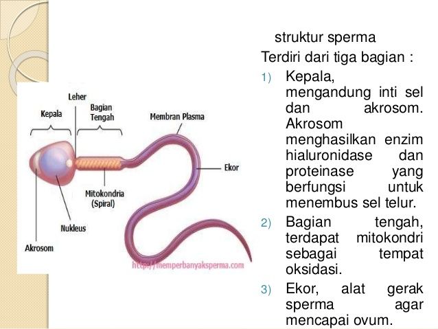 Proses pembentukan sel sperma yang benar adalah mas dayat