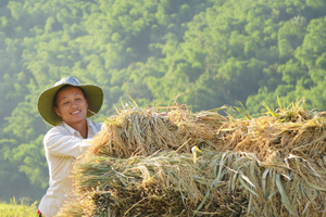 Thanh Hóa tìm địa điểm đầu tư nhà máy điện sinh khối