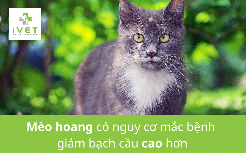 Nguyên nhân khiến mèo bị bệnh giảm bạch cầu