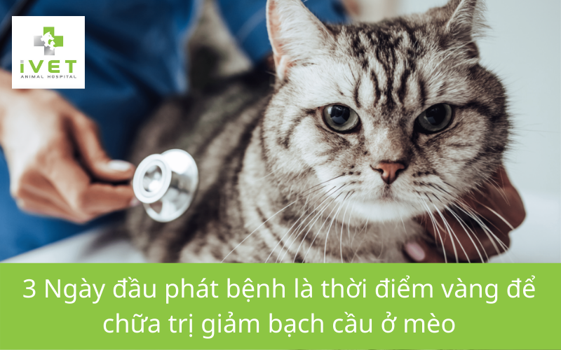 Chữa bệnh giảm bạch cầu ở mèo khi bệnh ở giai đoạn nặng