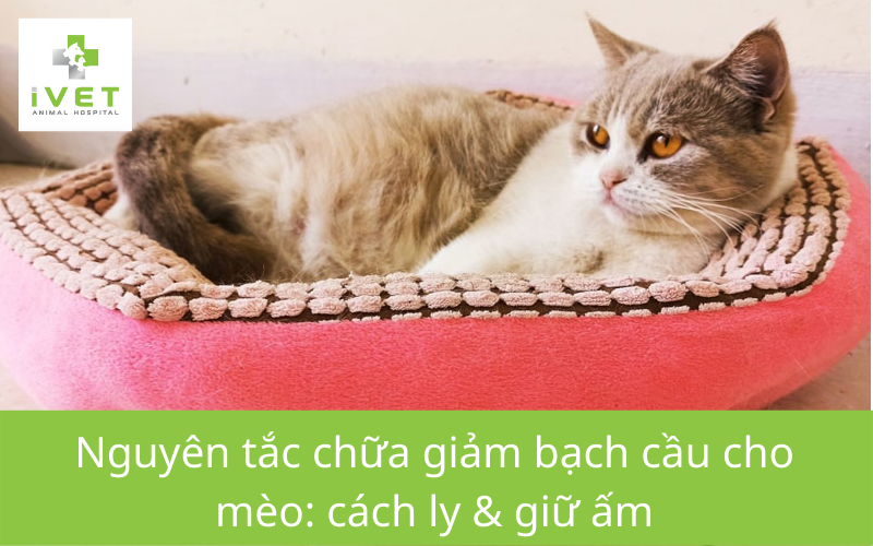 Nguyên tắc khi chữa bệnh giảm bạch cầu ở mèo