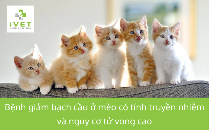 Bệnh giảm bạch cầu ở mèo