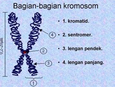Berdasarkan letak sentromernya kromosom pada gambar di samping adalah