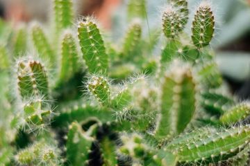 Titik-titik penguapan kulit mengurangi air untuk kaktus yang memiliki batang Adaptasi