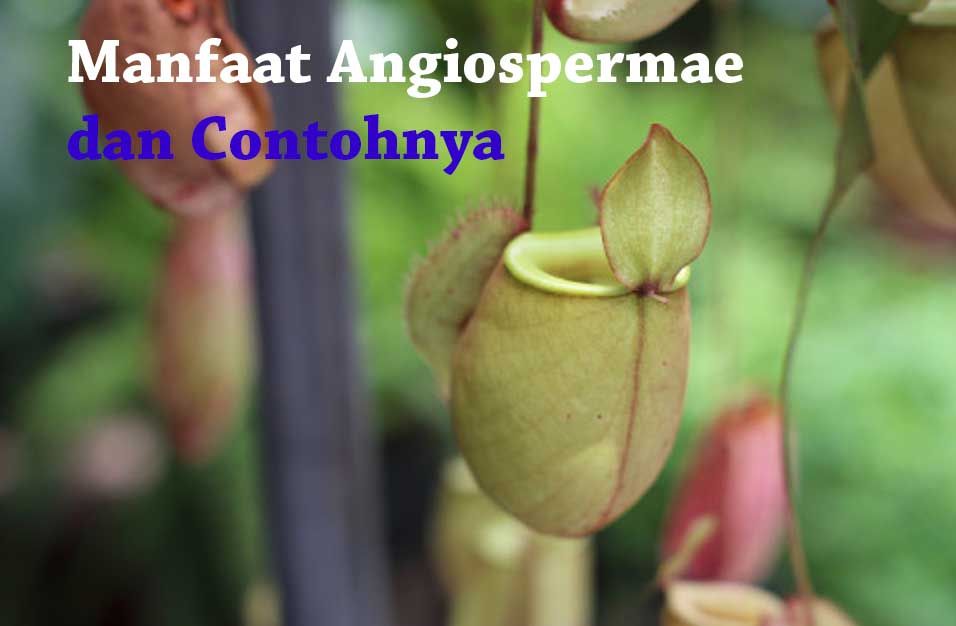 Berikan contoh spesies tumbuhan angiospermae yang dapat dimanfaatkan sebagai bahan obat