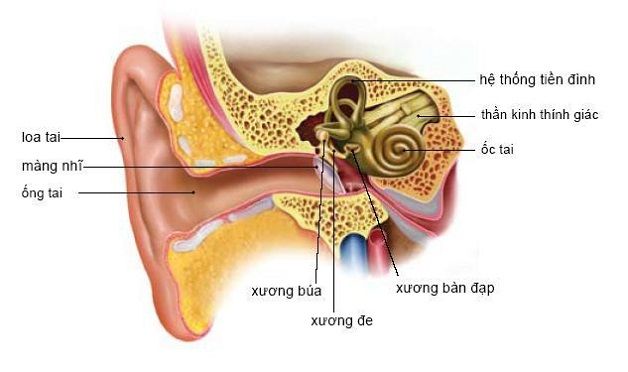 Bệnh rối loạn tiền đình là hiện tượng rối loạn của hệ thống thần kinh nằm phía sau ốc tai