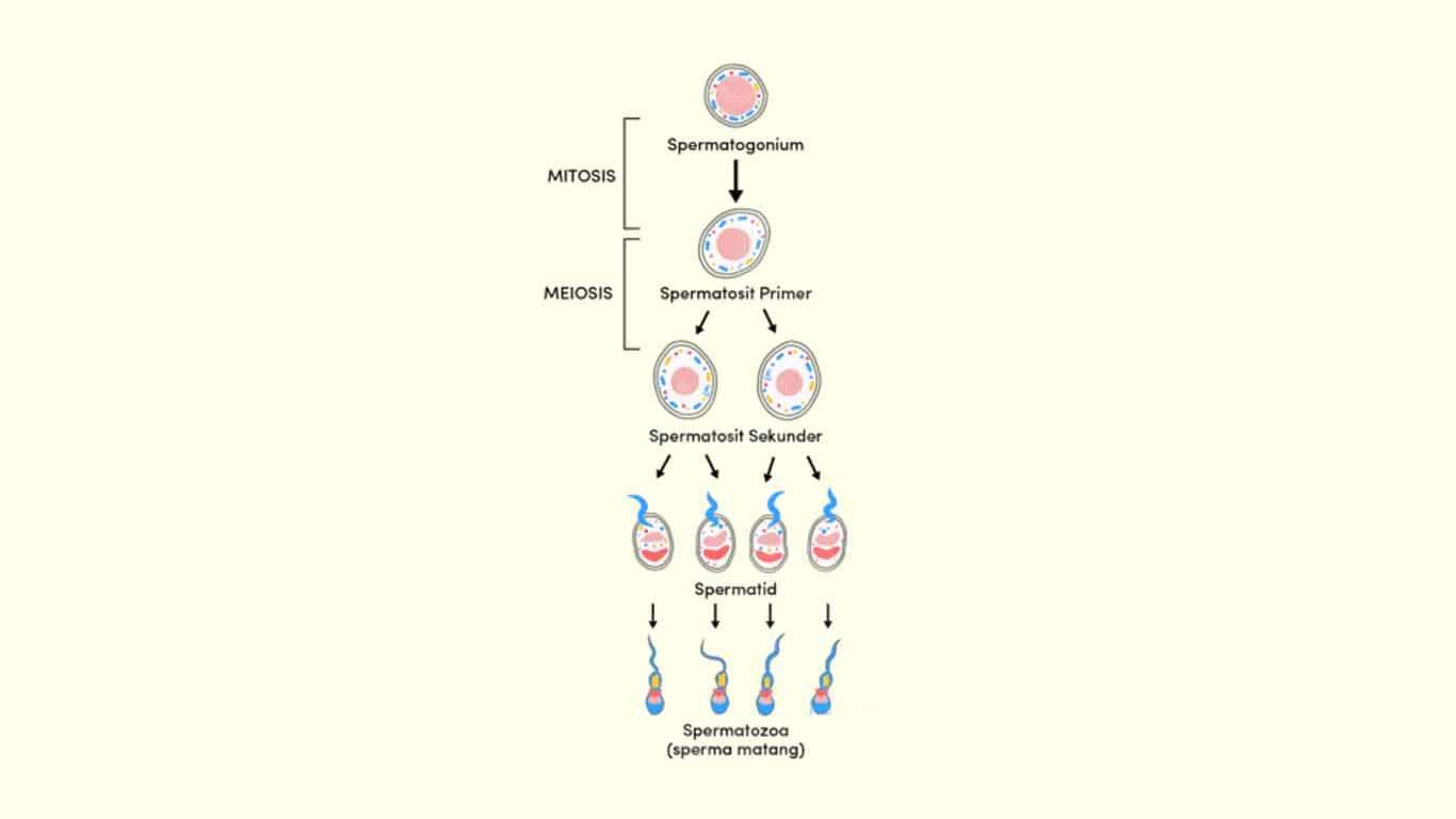 Setelah pembelahan sitoplasma selesai akan terbentuk dua sel anakan yang bersifat diploid proses ter