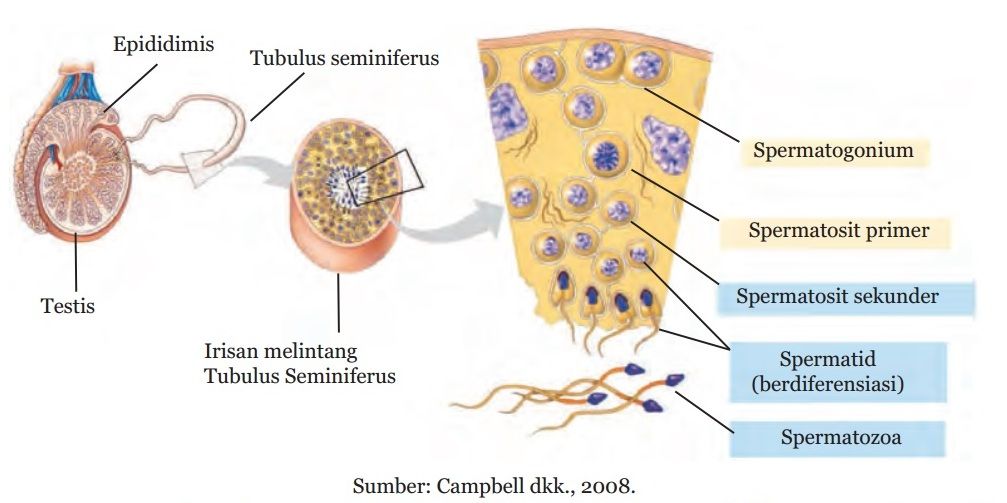 Sperma yang dihasilkan di tubulus seminiferus akan mengalami proses pematangan pada
