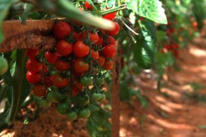 các trồng cây cà chua bi hiệu quả