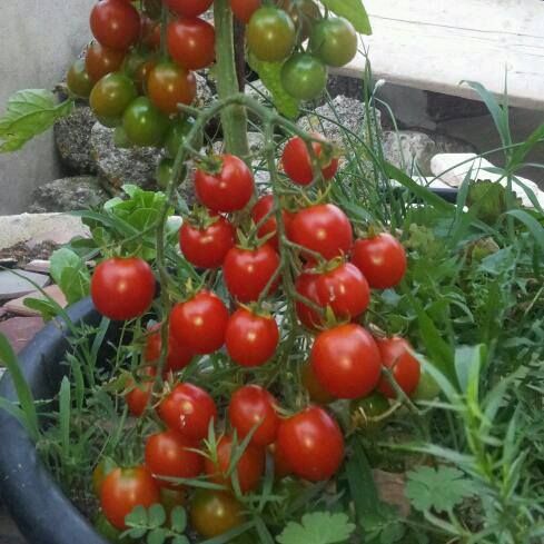 cây cà chua bi