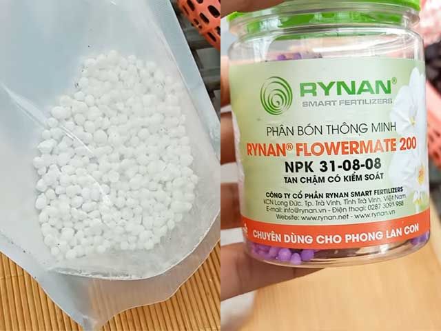 Phân bón trồng lan phi điệp