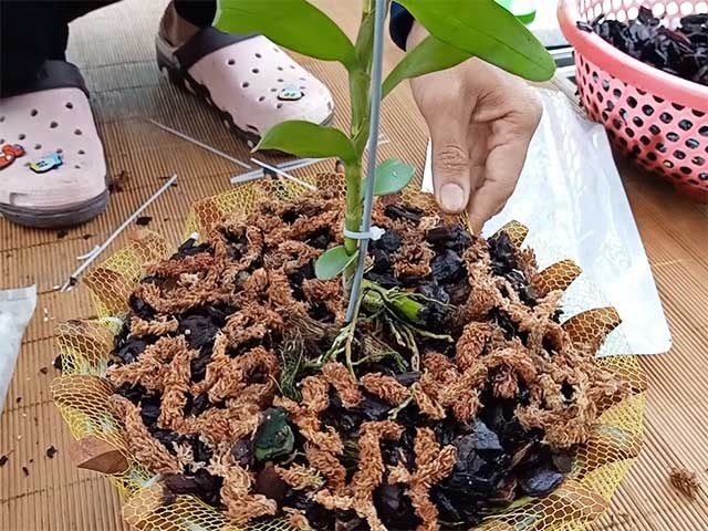 Kỹ thuật trồng lan phi điệp 3