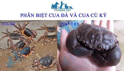 cua đá và cua cù kỳ