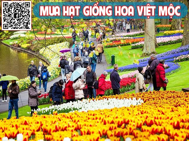 cánh đồng hoa tulip 3