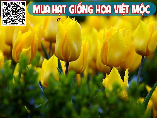 Hình ảnh hoa tulip vàng