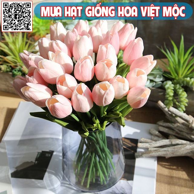 Hình ảnh hoa tulip hồng