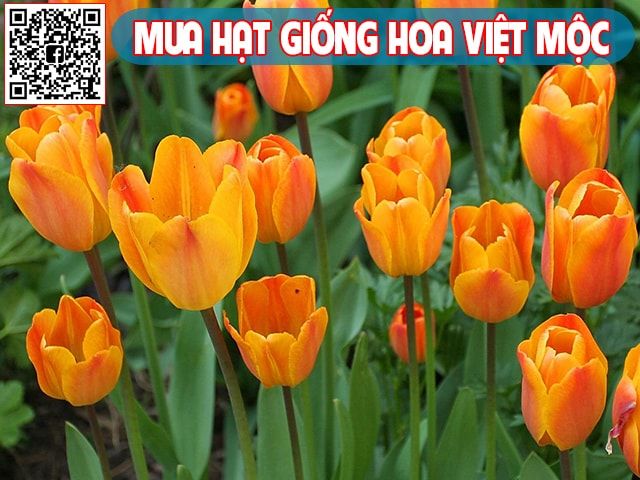 Hình ảnh hoa tulip cam