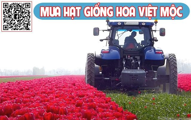 thu hái hoa tulip