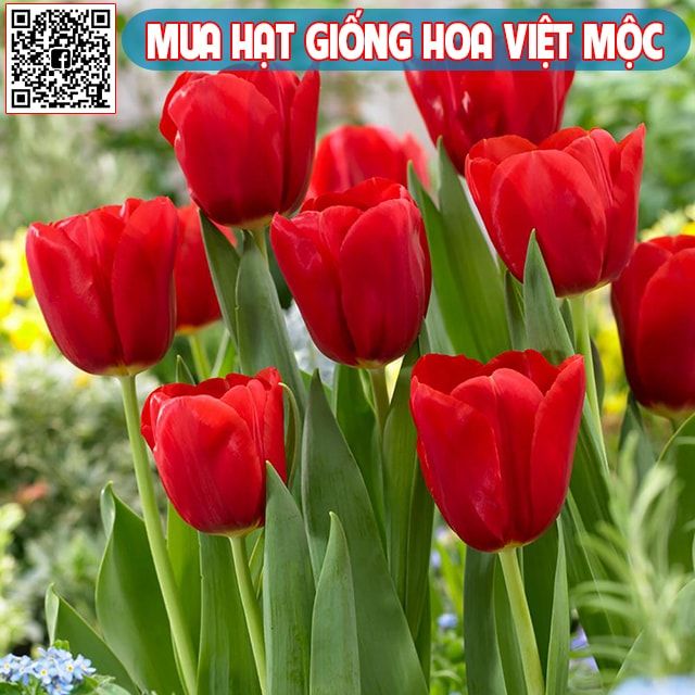 Cách trồng hoa tulip từ củ