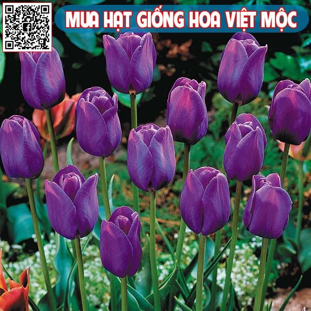 Hình ảnh hoa tulip tím