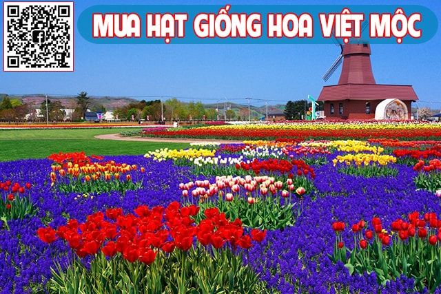 cánh đồng hoa tulip