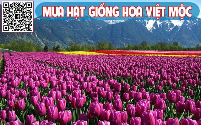 cánh đồng hoa tulip 2