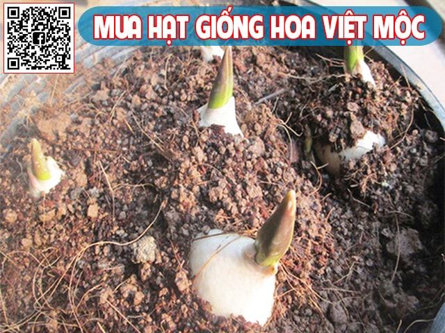 kỹ thuật trồng hoa tulip