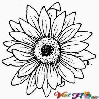 Hướng dẫn vẽ hoa đồng tiền (Gerbera Daisy)