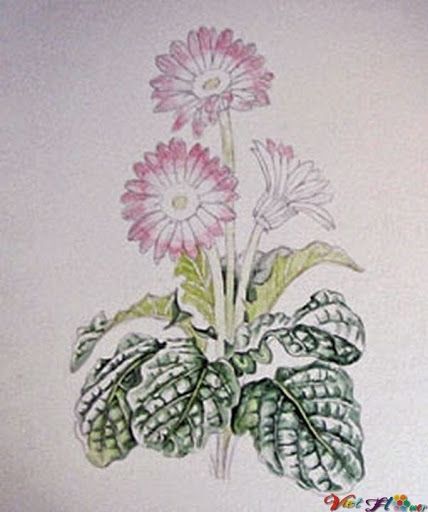 Hướng dẫn vẽ hoa đồng tiền (Gerbera Daisy)