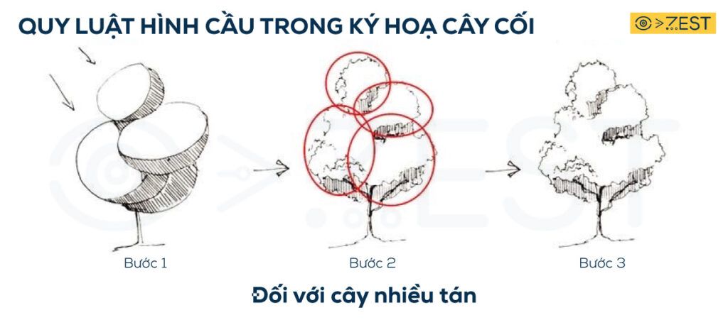 Cách vẽ cây nhiều tán lá bằng bút kim trong ký họa phong cảnh