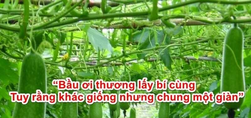 Bầu Ơi Thương Lấy Bí Cùng