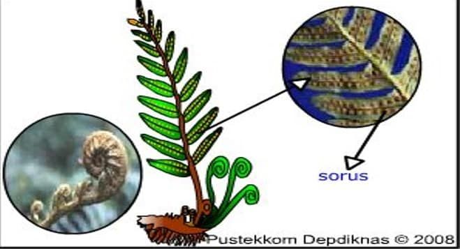 Tumbuhan equisetum debile memiliki tipe berkas pembuluh