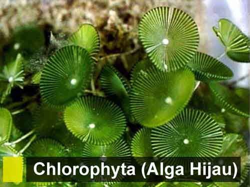 Alga merupakan organisme titik-titik di ekosistem perairan
