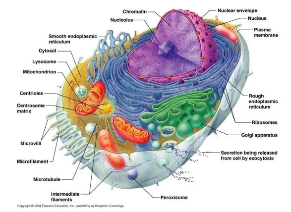 Mitokondria Struktur Mitokondria