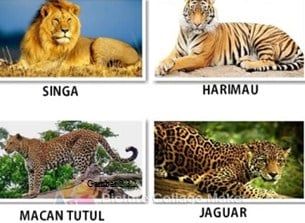 Kucing dan harimau merupakan contoh adanya keanekaragaman hayati pada tingkat