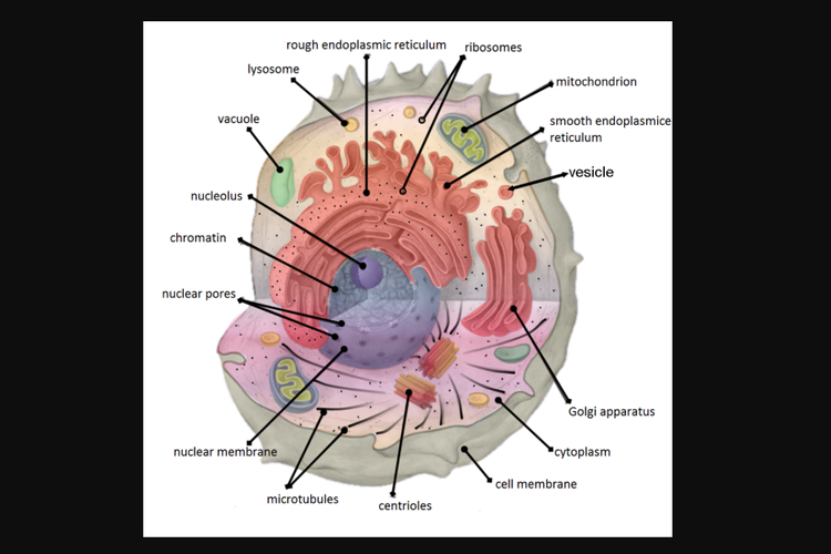 Jelaskan perbedaan antara retikulum endoplasma kasar dan retikulum endoplasma halus