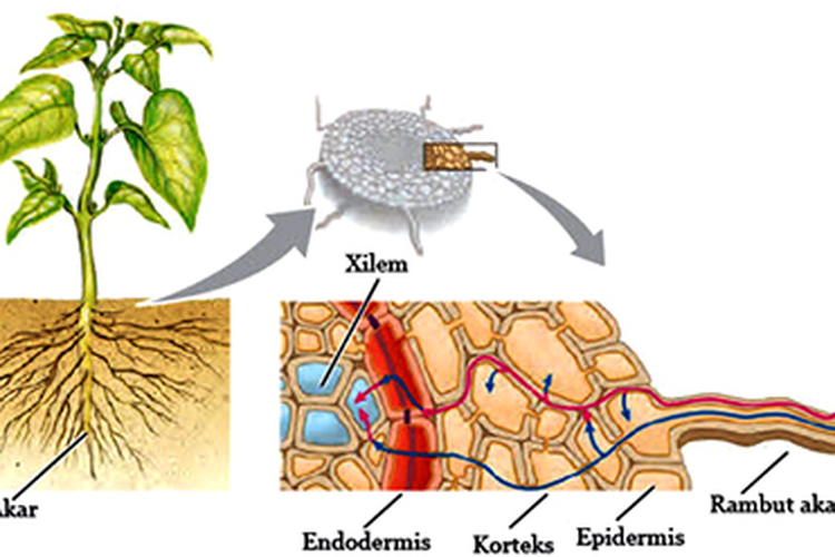 Pada jaringan epidermis tumbuhan terdapat lapisan lilin yang berfungsi mengurangi penguapan yang disebut