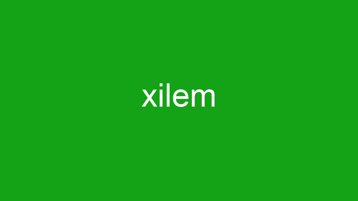Xilem merupakan salah satu jaringan yang terdapat pada tumbuhan yang berfungsi