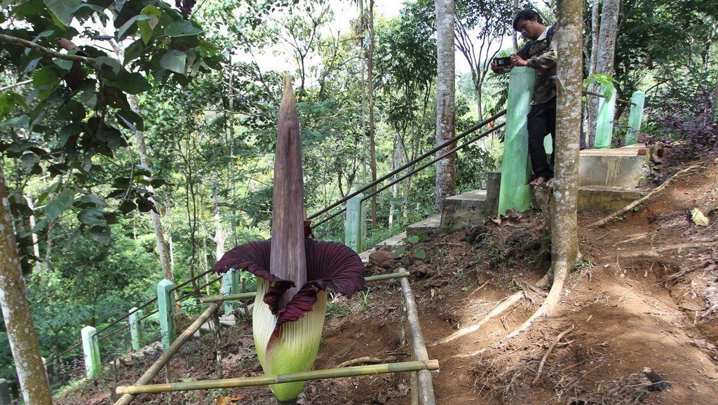 Sebutkan faktor yang mempengaruhi keanekaragaman flora dan fauna di indonesia