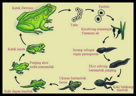 Pada saat masih berbentuk kecebong, katak bernapas menggunakan